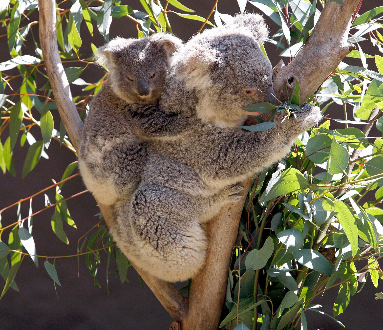Los Angeles Zoo